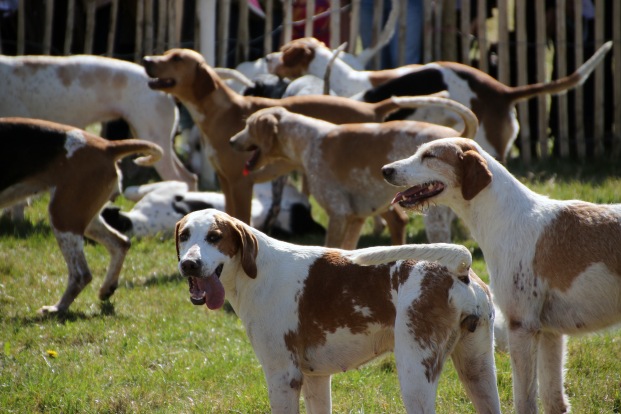 Old Berkshire foxhounds